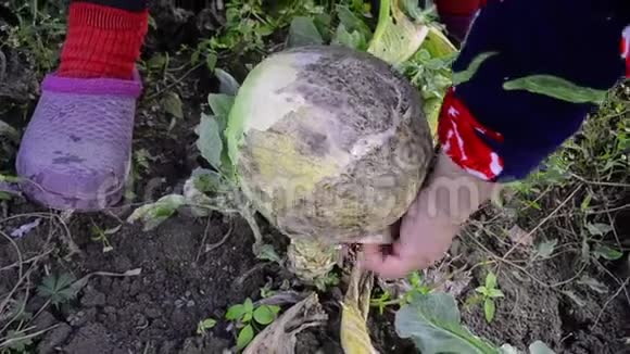 农民收获新鲜的头白菜手在菜园里摘白菜有机甘蓝植物的浓密绿叶视频的预览图