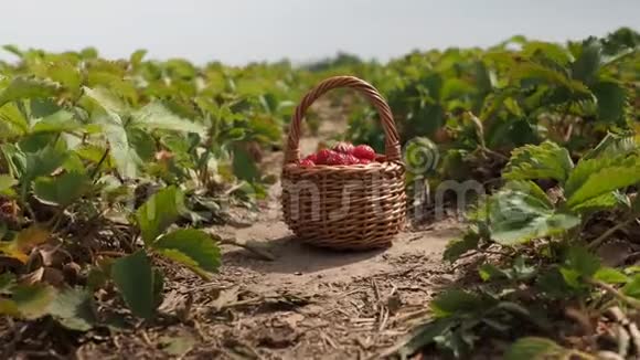 4K视频篮中的新鲜成熟红草莓视频的预览图