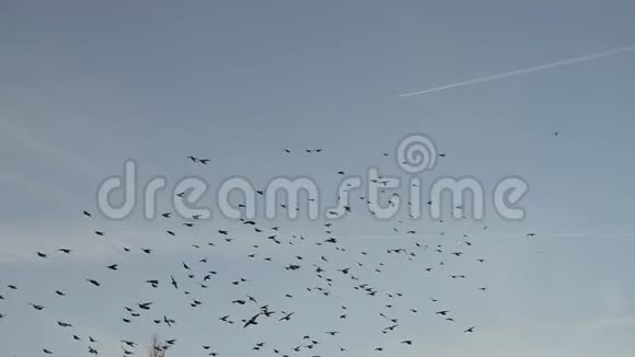 一群鸽子飞过地面鸟儿在美丽的天空中飞过视频的预览图