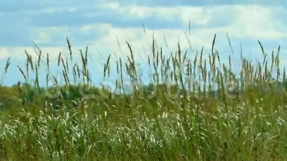 高大的野草在夏风中摇曳视频的预览图