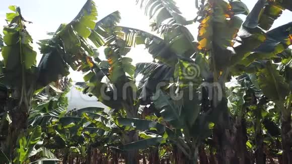 香蕉种植园西班牙加那利群岛特内里费南部的香蕉树盛开的香蕉花绿色增长视频的预览图