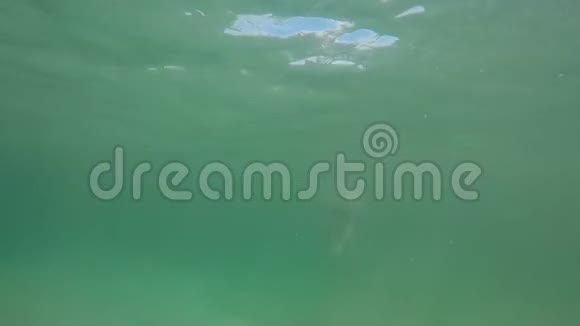 白姑娘在海底游来游去在小水母中拍摄视频的预览图