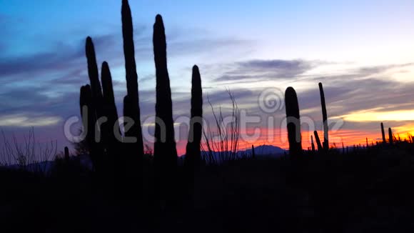 日落时分三只巨大的萨瓜罗斯卡内基吉甘特亚在红云的背景下仙人掌管视频的预览图