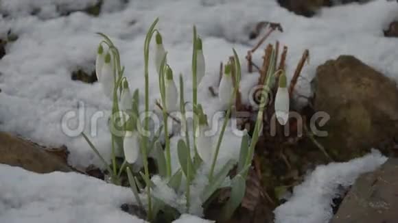 在春天雪滴周围融化的雪时光流逝雪在花周围消失了4K视频视频的预览图