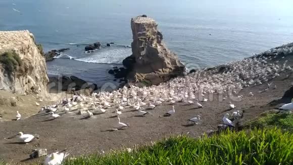 新西兰Muriwai海滩的鸟群悬崖视频的预览图