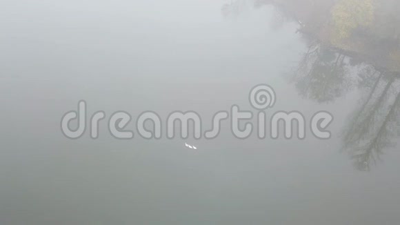 雾中的神秘湖泊电影镜头湖上的野鸟视频的预览图