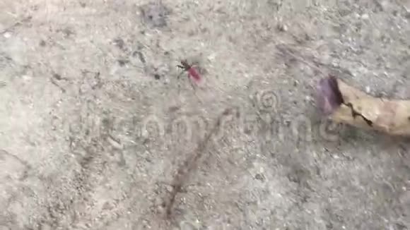 红黑虫在沙滩上行走视频的预览图