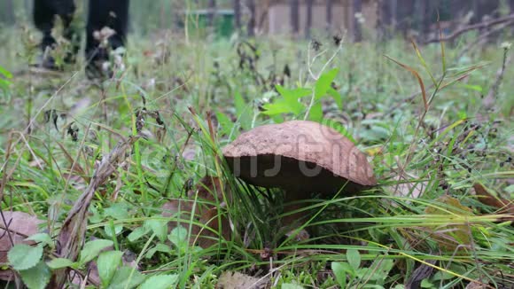在森林里寻找蘑菇一个人用刀割一个棕色的蘑菇视频的预览图