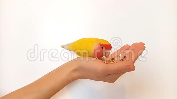 驯服美丽的爱鸟鹦鹉宠物吃谷物坐在手掌上孤立在白色背景上视频的预览图