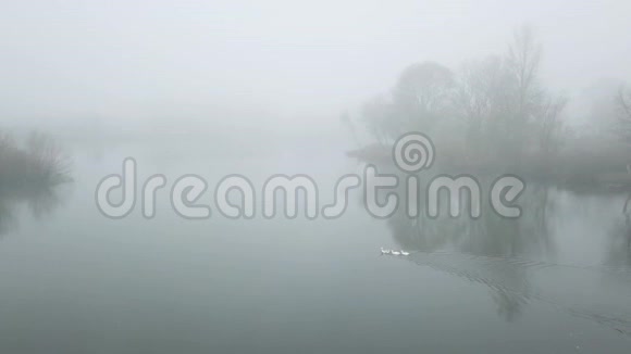 雾中的神秘湖泊电影镜头湖上的野鸟视频的预览图