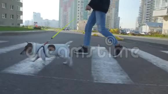 女子走在人行横道的领狗与皮带特写视频的预览图