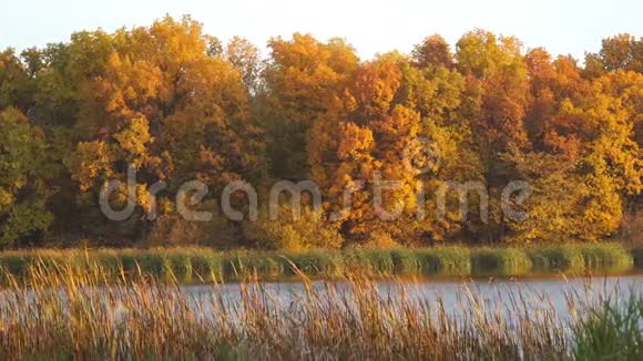 美丽的秋橙黄色的森林在湖岸视频的预览图