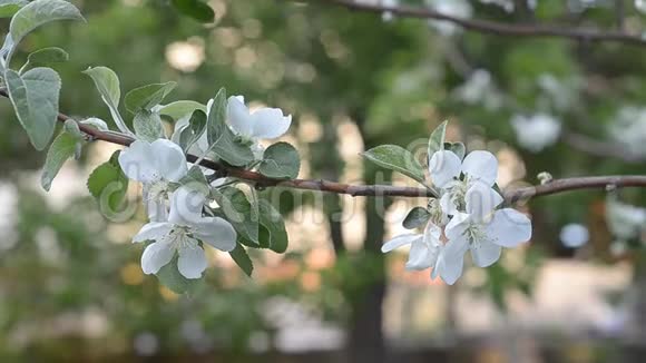 春天花园里苹果花的特写视频的预览图