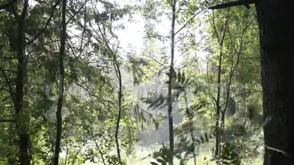 森林里的雨视频的预览图