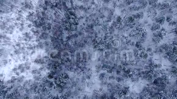 在阳光明媚的一天在大雪中飞越冬林树冠的空中景色美丽视频的预览图