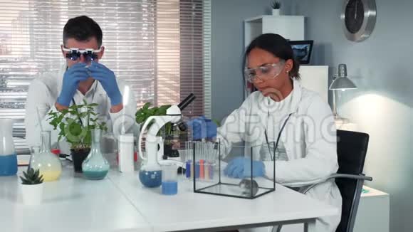 化学实验室的黑人女科学家把肥料撒在树叶上送给仓鼠视频的预览图