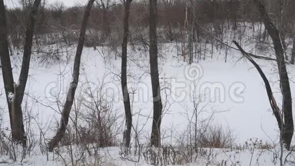 冰雪覆盖下的一条冬季小河的全景视频的预览图