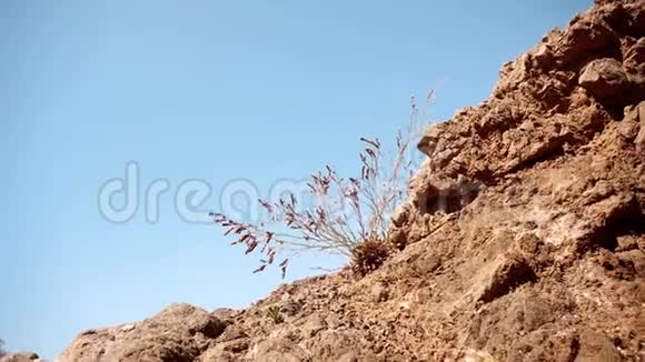 植物在岩石中生长视频的预览图