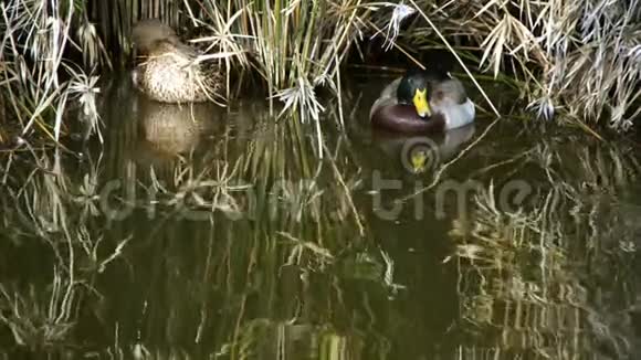 鸭子在芦苇边的湖里游泳视频的预览图