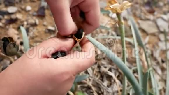 一个孩子在地中海沿岸收集水仙花种子视频的预览图