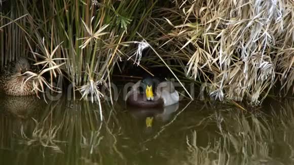 鸭子在芦苇边的湖里游泳视频的预览图