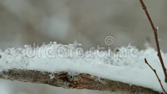 白雪覆盖的树枝和罕见的雪花飘落视频的预览图