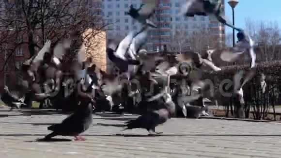 一群鸽子吃面包在城市街道上起飞鸽子们挤在人行道上许多鸽子吃食物视频的预览图