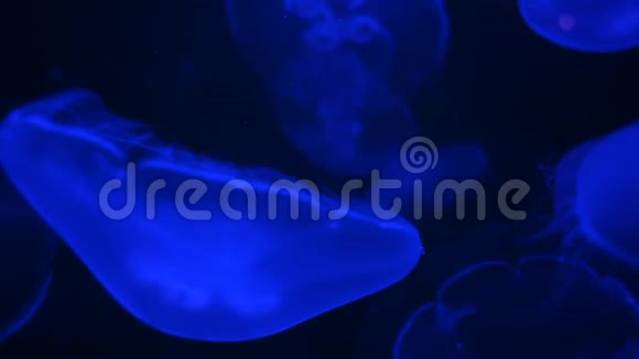 在水下发光水母视频的预览图