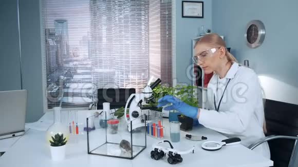在现代研究中安全眼镜的科学家在盆栽中加入液体视频的预览图