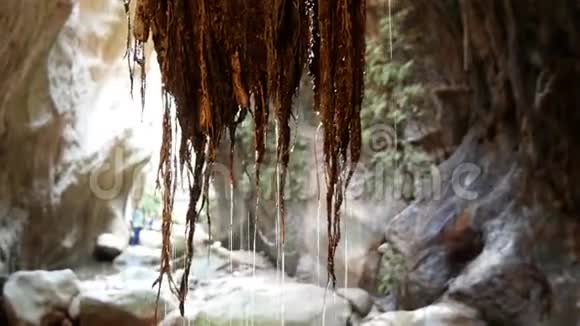 水沿Avakas峡谷的树根流动塞浦路斯视频的预览图