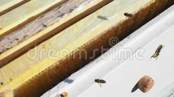 农场里有机食物到处都是蜜蜂视频的预览图