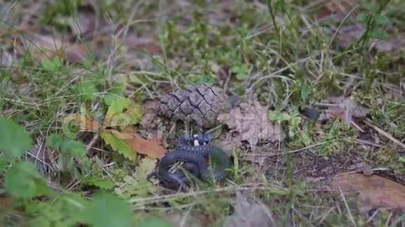 草地上的小环颈蛇视频的预览图