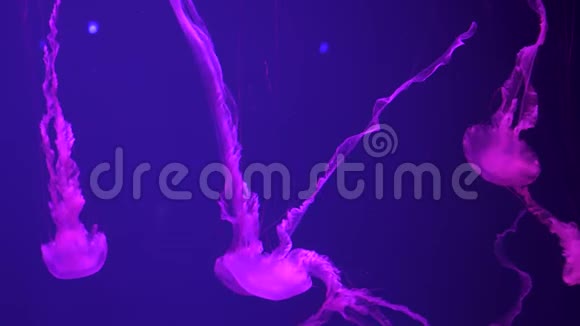 一组荧光粉水母在水族馆游泳池游泳视频的预览图
