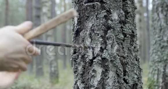 在桦树树干上钻洞收集树液视频的预览图
