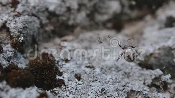 一只蜘蛛在雨天从网上出来伪装成苔藓视频的预览图