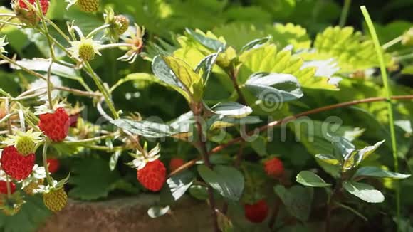高清视频自制花园里新鲜成熟的野生草莓视频的预览图