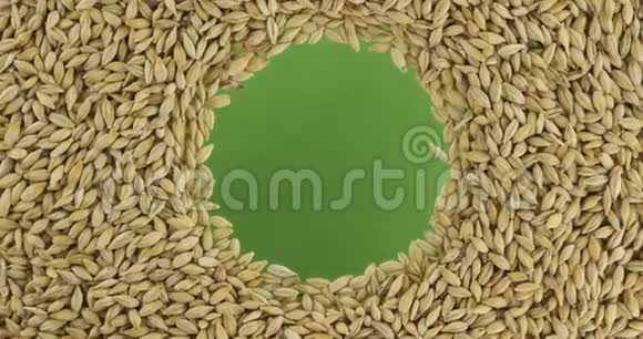 大麦颗粒的旋转分散在一个以空间为中心的圆圈中上景视频的预览图