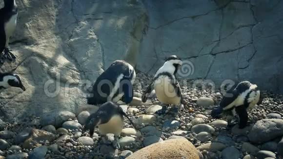 动物园的企鹅视频的预览图
