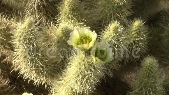 花冠仙人掌在布鲁姆亚利桑那州阿帕奇交界处荷兰失传州立公园视频的预览图