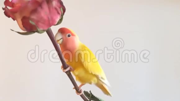 美丽的爱鸟鹦鹉宠物沉溺于咬玫瑰叶视频的预览图