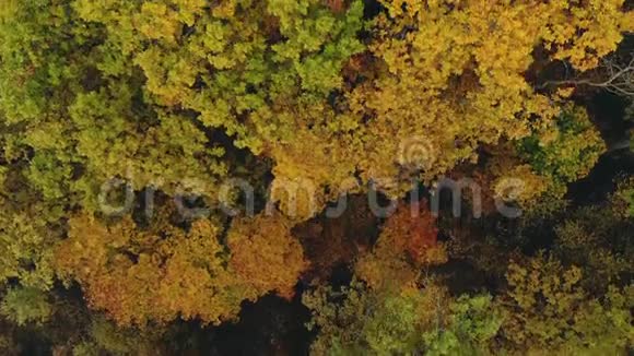 秋天的黄色森林空中摄影有五颜六色树叶的树俯视视频的预览图