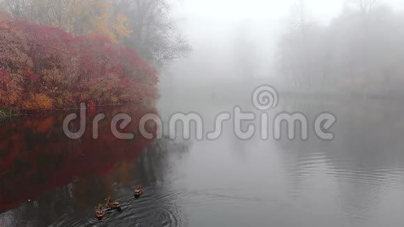 秋天的雾天鸭子在湖里游泳视频的预览图