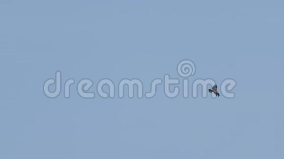 飞鸟在蓝天上翱翔鸟类飞行剪影是鹰的翅膀视频的预览图