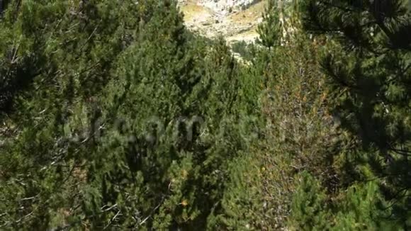 透过自然保护区的松枝眺望高山视频的预览图