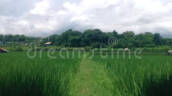 阳光明媚的一天乡村稻田的宁静绿色景观视频的预览图