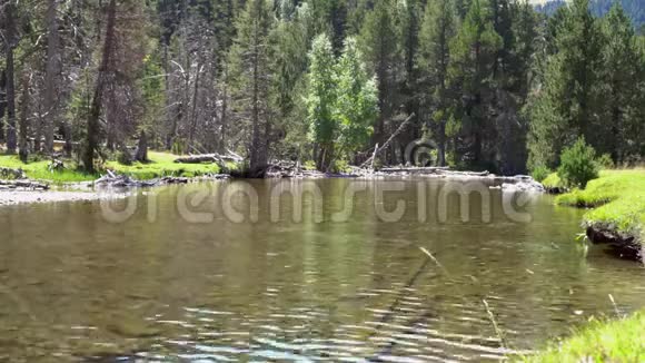 针叶林旁自然保护区内的洁净湖泊视频的预览图