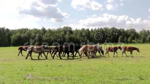 全景一群野棕色的马在一片绿色的草地上长满了新鲜的草视频的预览图