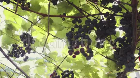 伊莎贝拉葡萄的种植收获季节视频的预览图
