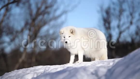 北极狐视频的预览图