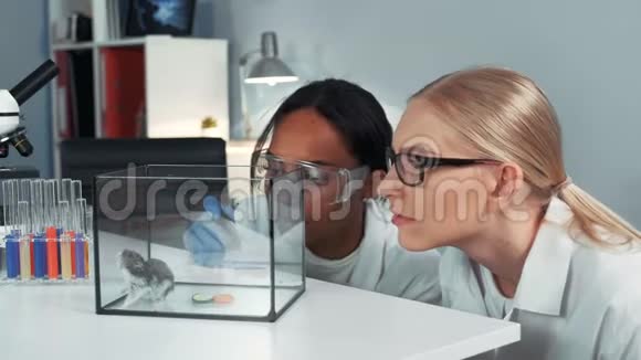 雌性混合种族科学家用特殊液体打瞌睡来做仓鼠实验视频的预览图